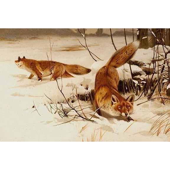 Arctic Fox- Fine Art Canvas Print (20" x 30")