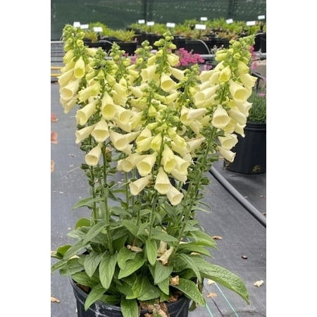 Arctic Fox Lemon Cream Foxglove - Digitalis hybrida - 3" Pot