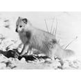 thumbnail image 1 of Arctic Fox. /Nphotographed 20Th Century. Poster Print by  (24 x 36), 1 of 3