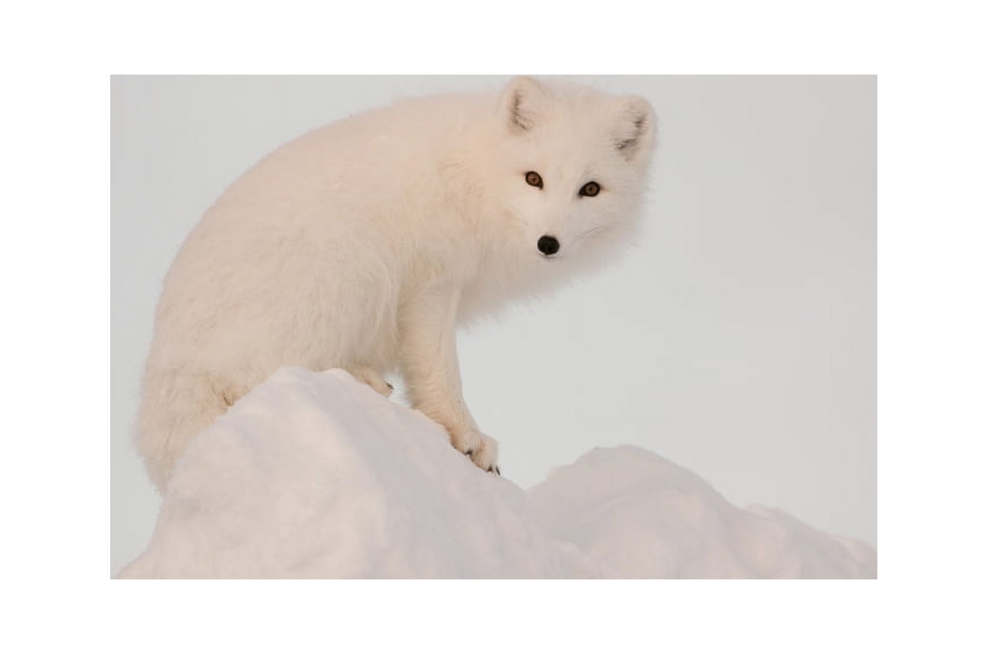 Arctic Fox Stands In Late Afternoon Sun On Top Of A Large Chunk Of Ice Churchill Manitoba Canada Winter Canvas Art - Tom Soucek Design Pics (19 x 12)