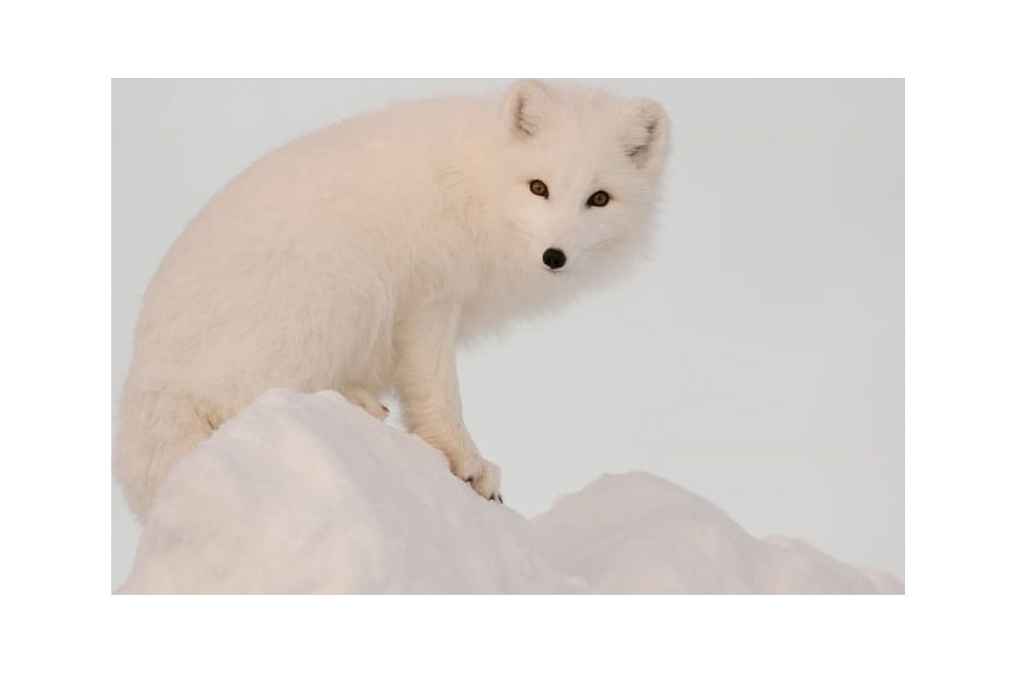 Arctic Fox Stands In Late Afternoon Sun On Top Of A Large Chunk Of Ice Churchill Manitoba Canada Winter Canvas Art - Tom Soucek Design Pics (38 x 24)
