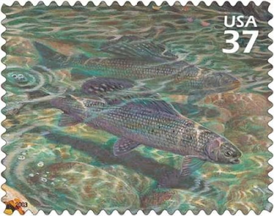 Arctic Grayling Canvas Art - US POSTAL SERVICE (24 x 30)