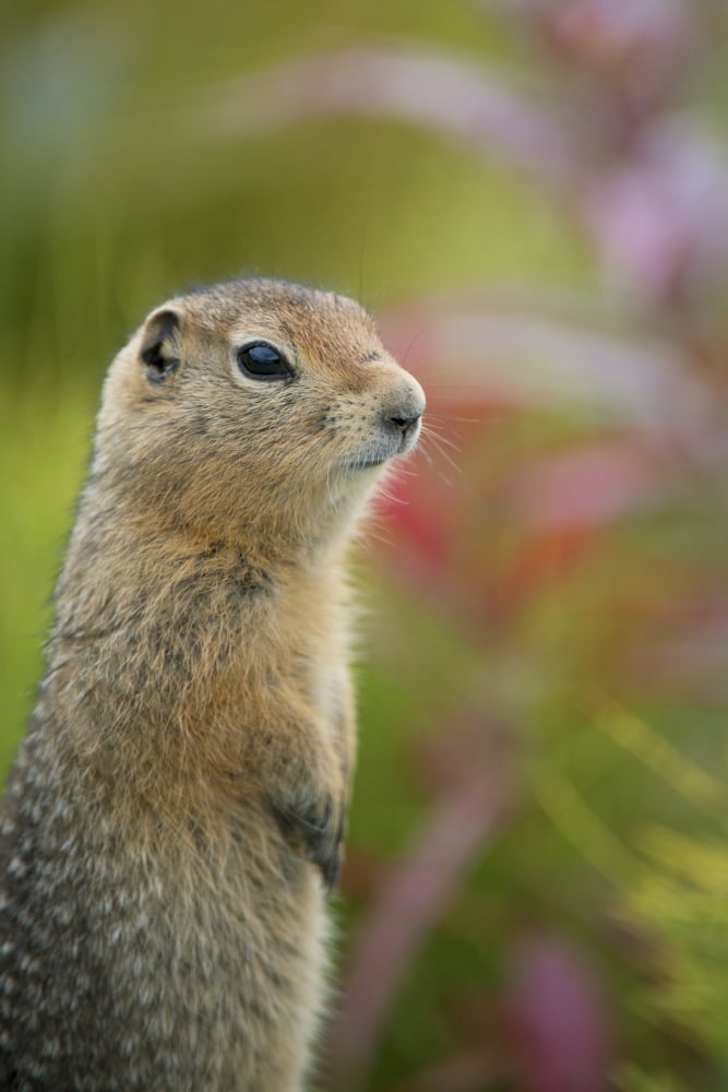 Arctic Ground Squirrel Alaska Canvas Art - Cathy Hart Design Pics (24 x 36)