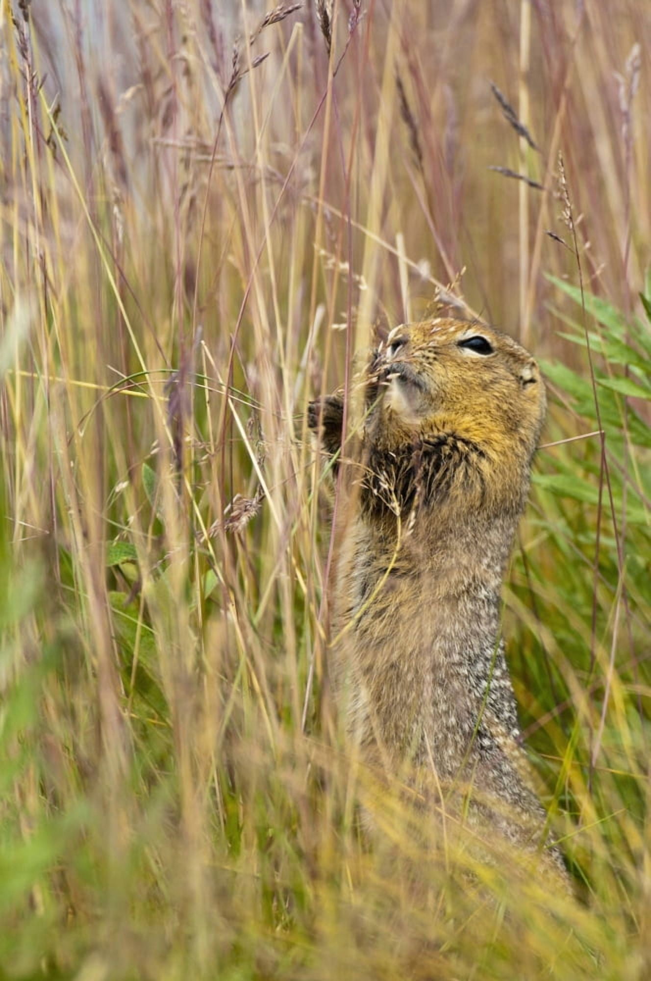 An Arctic Ground Squirrel Feasts On Grass Seeds Near The Eielson Visitor Center In Denali National Park And Preserve Interior Alaska Summer Canvas Art - Carl Johnson Design Pics (12 x 19)