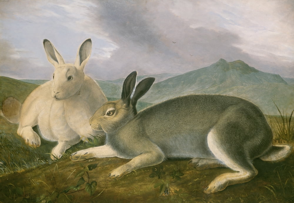 Arctic Hare Canvas Art - (36 x 24)