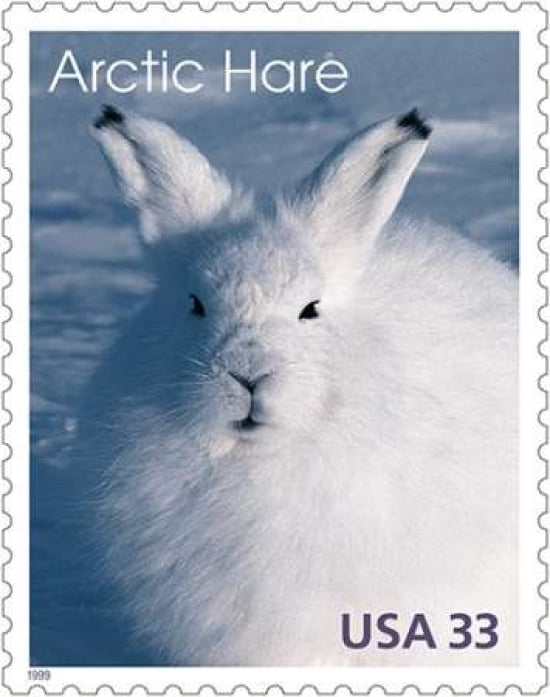 Arctic Hare Canvas Art - US POSTAL SERVICE (24 x 30)