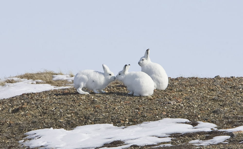 Arctic Hare Performing The Social Behavior Of Nosing On Banks Island Northwest Territories Canada Canvas Art - Matthias Breiter Design Pics (19 x 12)