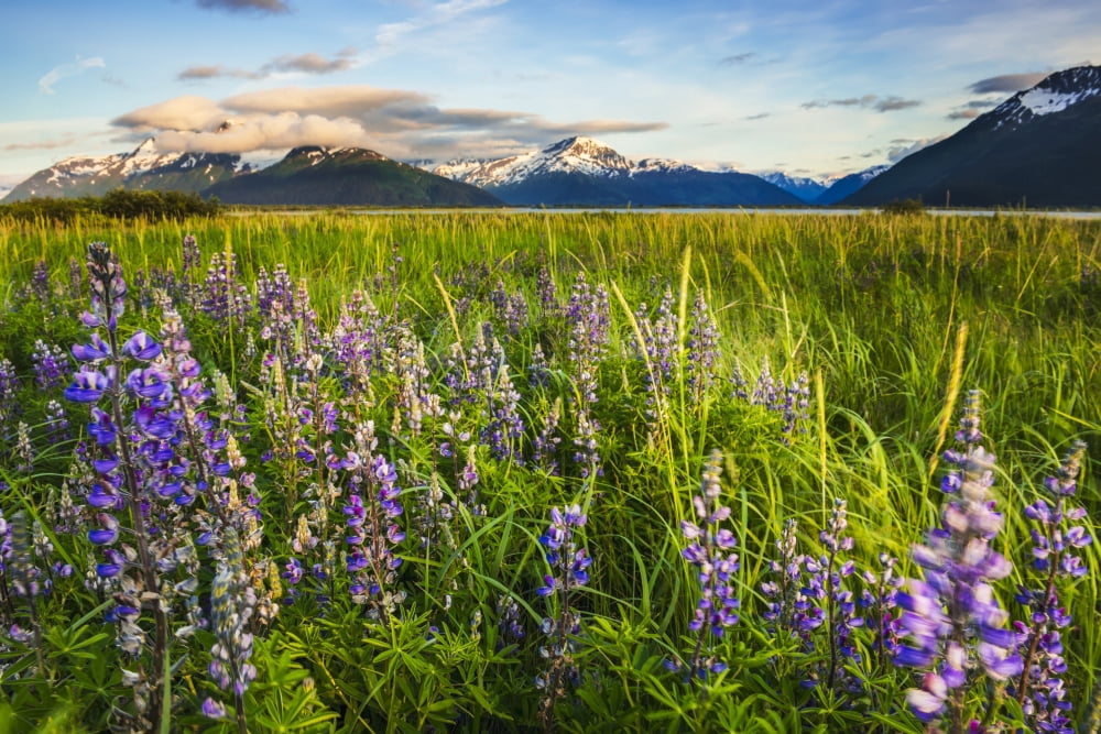 Arctic Lupine field along the Turnagain Arm south of Girdwood Southcentral Alaska Canvas Art - Carl Johnson Design Pics (19 x 12)