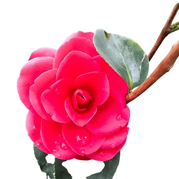 Arctic Rose Camellia – 3 Gallon Potted Plants, Set of 2, Cold Hardy to 5°F, Soft Pink Winter Blooms, Evergreen Flowering Shrubs