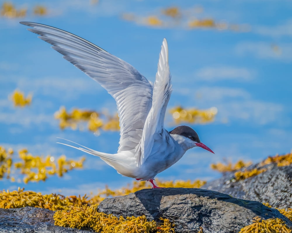 Arctic Tern (Sterna paradisaea) Flatey Island Breidafjordur Iceland Canvas Art - Panoramic Images (29 x 36)