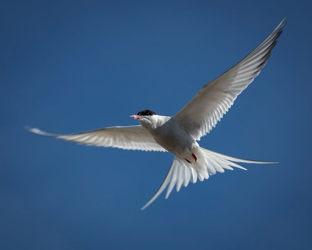 Arctic Tern in Flight Iceland Canvas Art - Panoramic Images (22 x 27)