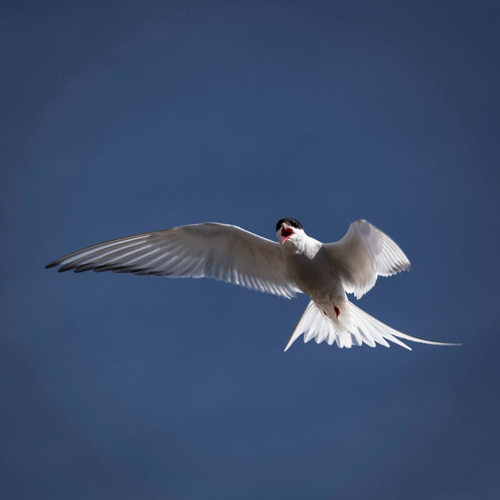 Arctic Tern in Flight Iceland Canvas Art - Panoramic Images (24 x 24)