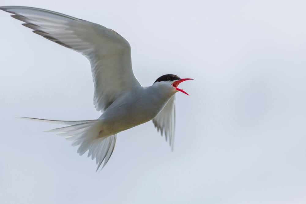 Arctic Tern in Flight Iceland Canvas Art - Panoramic Images (27 x 9)