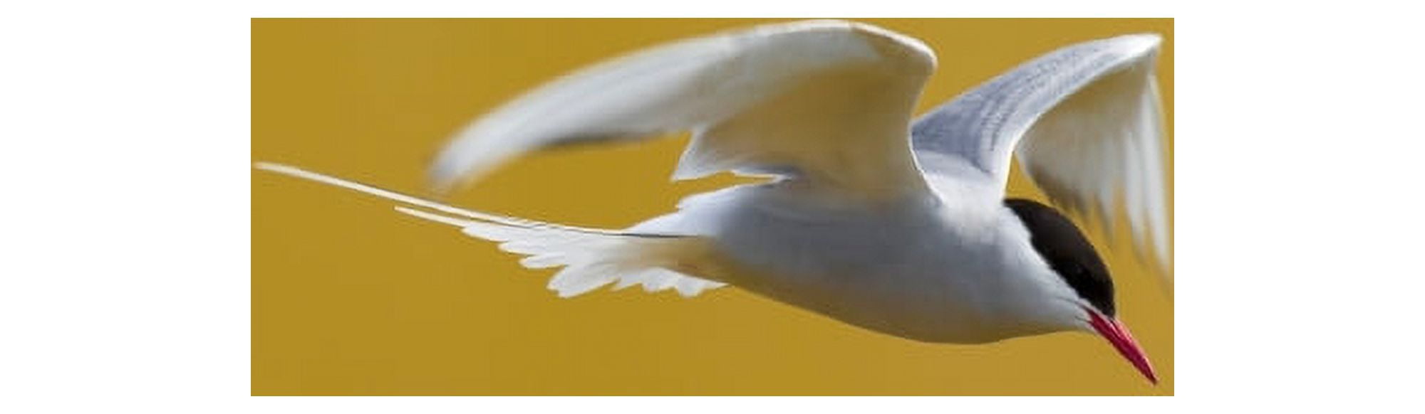 Arctic Tern in Flight Iceland Canvas Art - Panoramic Images (27 x 9)