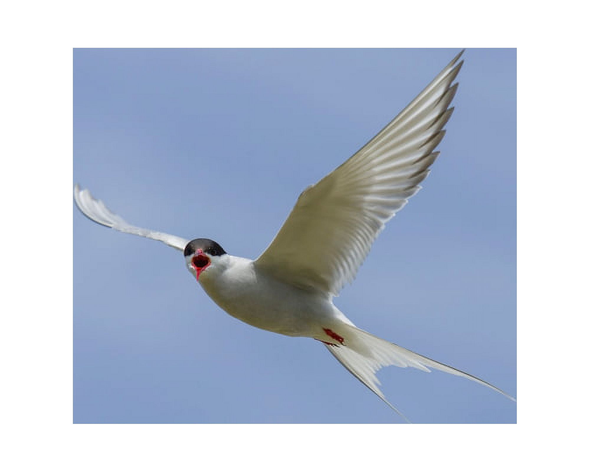 Arctic Tern in Flight Iceland Canvas Art - Panoramic Images (29 x 36)