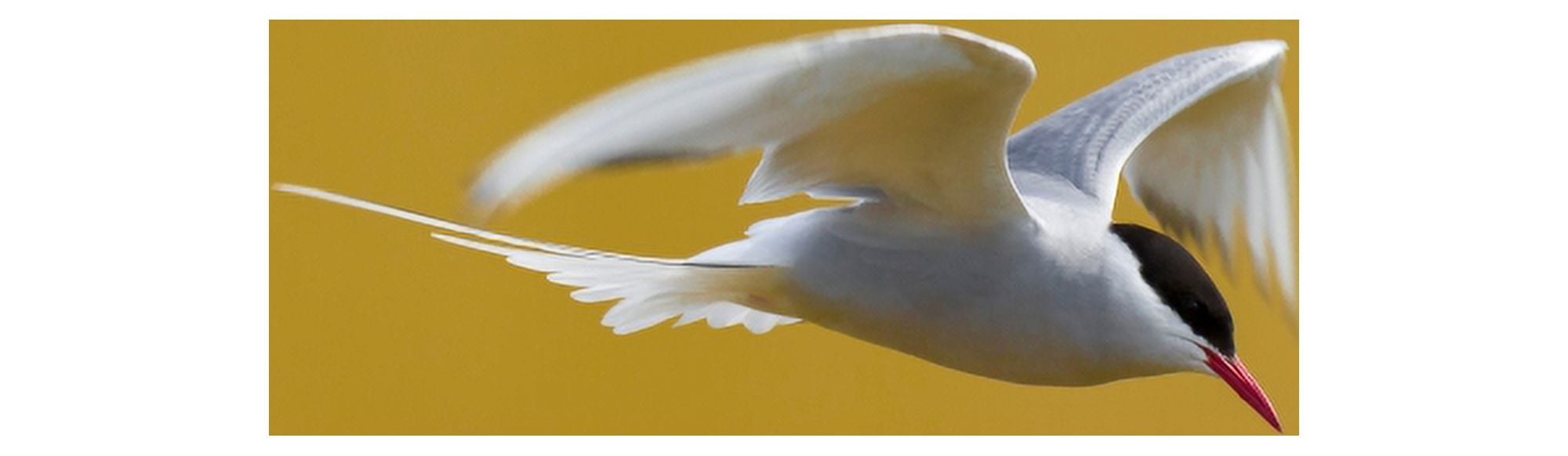 Arctic Tern in Flight Iceland Canvas Art - Panoramic Images (36 x 12)