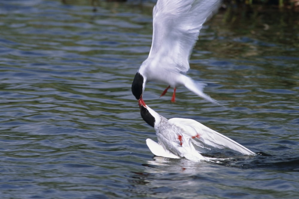 Arctic Terns Displaying Mating Behavior At Potter Marsh During Spring In Southcentral Alaska Canvas Art - Doug Lindstrand Design Pics (17 x 11)