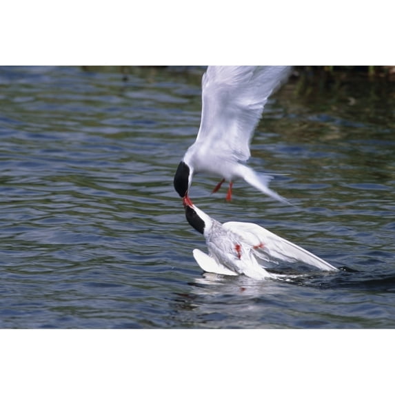 Arctic Terns Displaying Mating Behavior At Potter Marsh During Spring In Southcentral Alaska. Poster Print