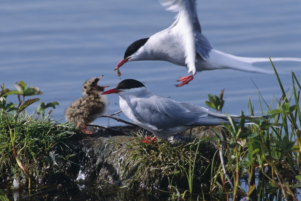 Arctic Terns Feeding Chick At Potter Marsh During Spring In Southcentral Alaska Canvas Art - Doug Lindstrand Design Pics (34 x 22)