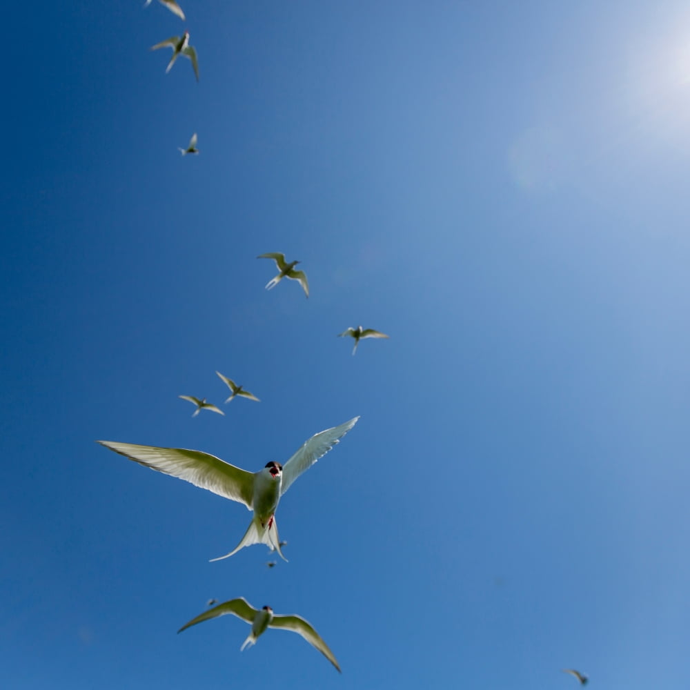 Arctic Terns (Sterna paradisaea) Flatey Island Breidafjordur Iceland Canvas Art - Panoramic Images (24 x 24)