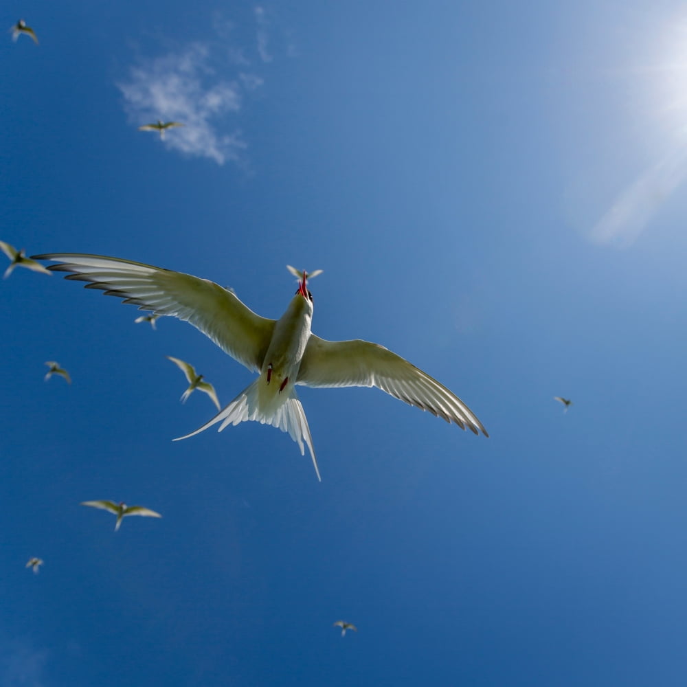 Arctic Terns (Sterna paradisaea) Flatey Island Breidafjordur Iceland Canvas Art - Panoramic Images (24 x 24)