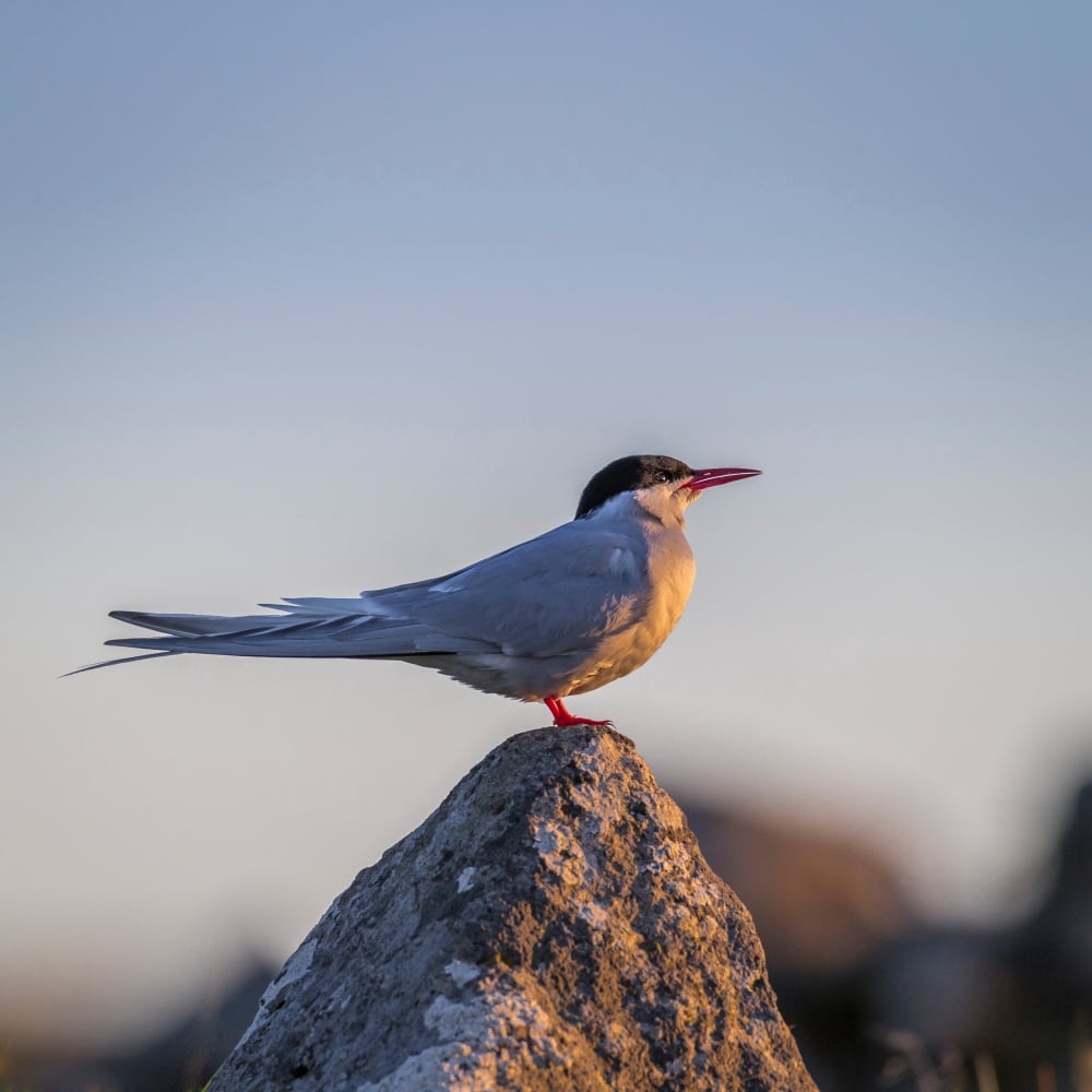 Arctic Terns (Sterna paradisaea) Flatey Island Breidafjordur Iceland Canvas Art - Panoramic Images (24 x 24)