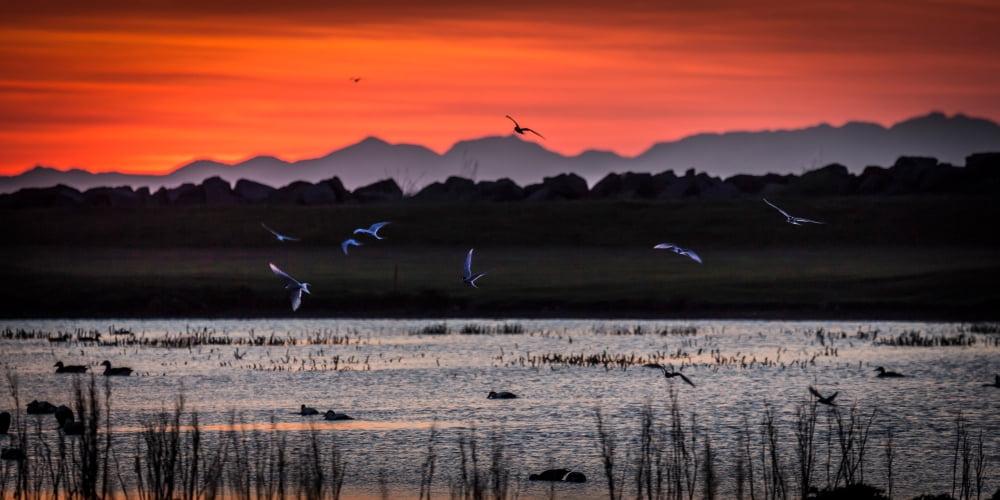 Arctic Terns and ducks under the Midnight Sun Seltjarnarnes Reykjavik Iceland Canvas Art - Panoramic Images (12 x 36)