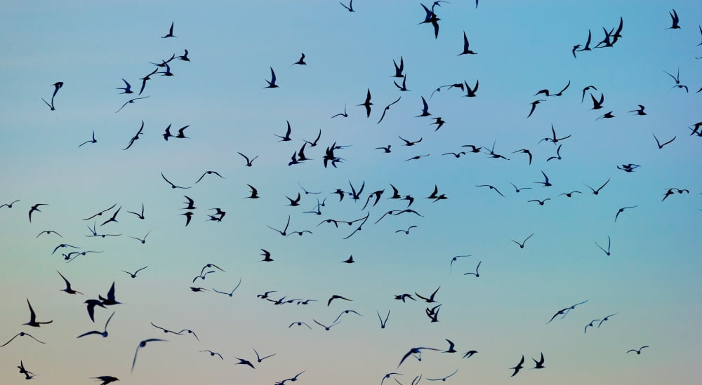 Arctic Terns flying Reykjavik Iceland Canvas Art - Panoramic Images (12 x 36)
