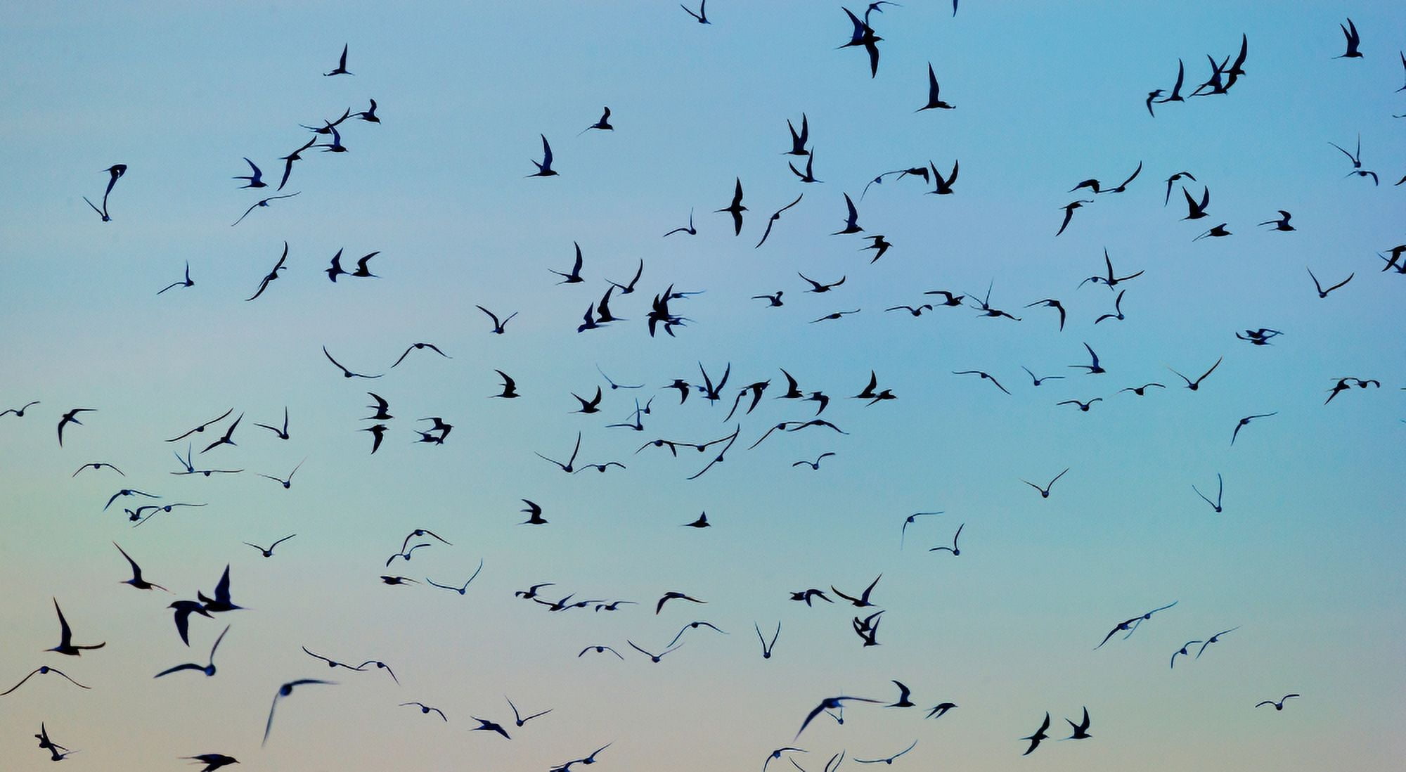 Arctic Terns flying Reykjavik Iceland Canvas Art - Panoramic Images (9 x 27)