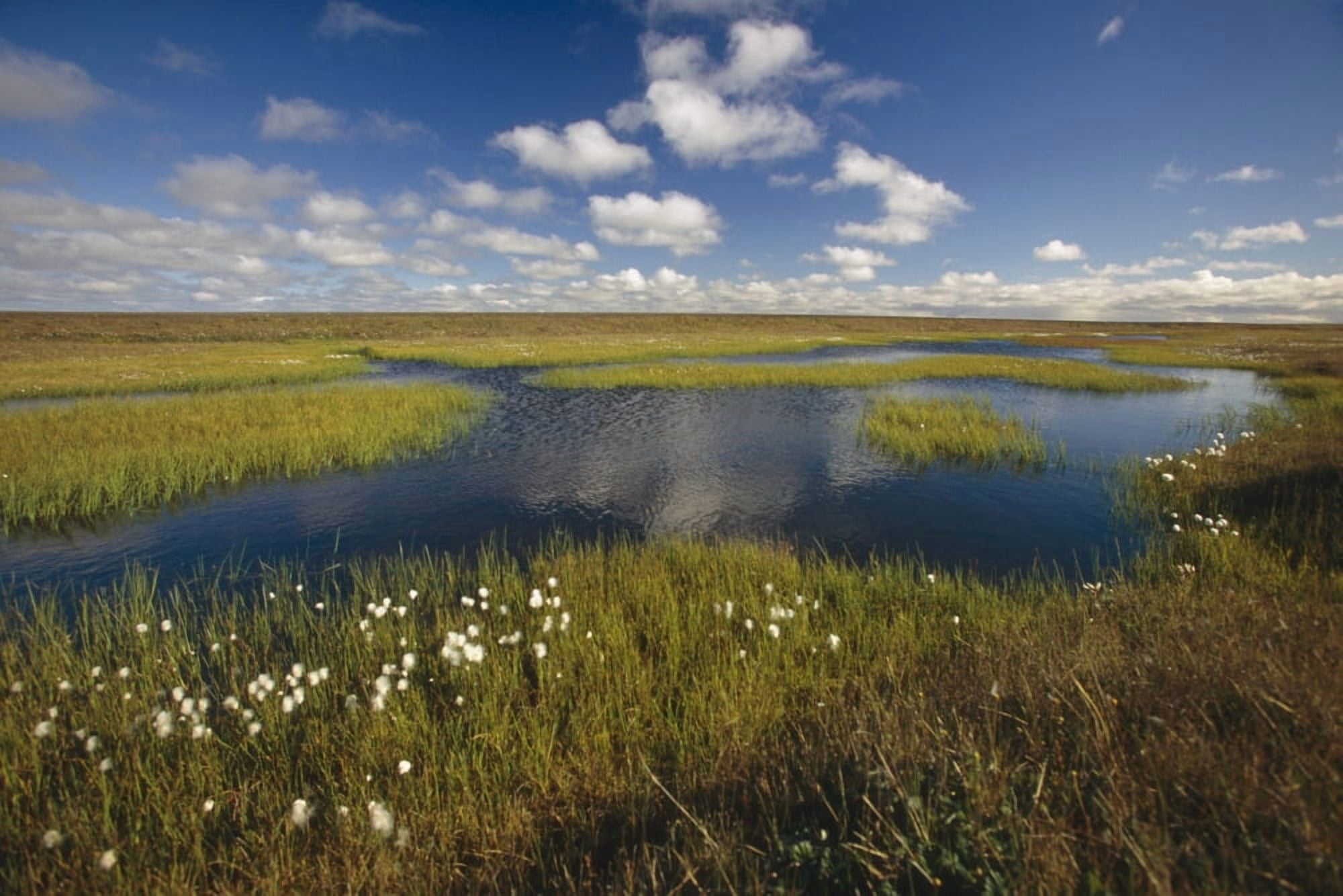 Arctic Tundra & Cotton Grass Summer Scenic North Slope Alaska Canvas Art - Chris Arend Design Pics (38 x 24)