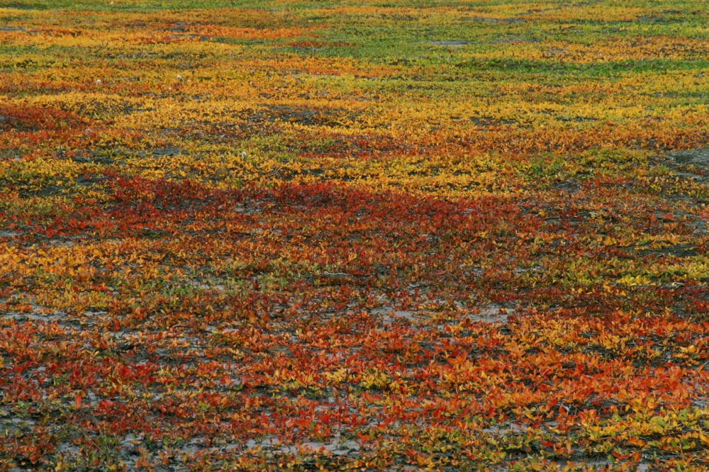 Arctic Willows Salix Arctica Quttinirpaaq National Park Ellesmere Island Nunavut Canvas Art - Jerry Kobalenko Design Pics (34 x 22)