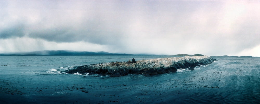 Arctic birds and Sea Lions in the Beagle Channel island near Ushuaia Tierra del Fuego Province Patagonia Argentina Canvas Art - Panoramic Images (12 x 30)