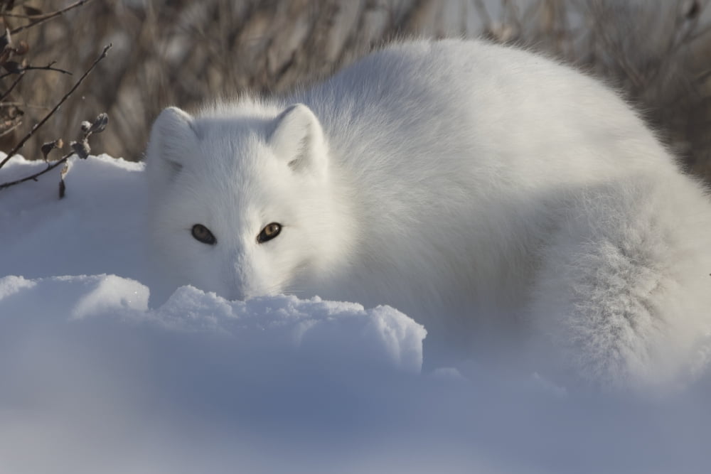 Arctic fox (Vulpes lagopus) staring at the photographer while digging in the snow Churchill Manitoba Canada Canvas Art - Robert Postma Design Pics (38 x 24)