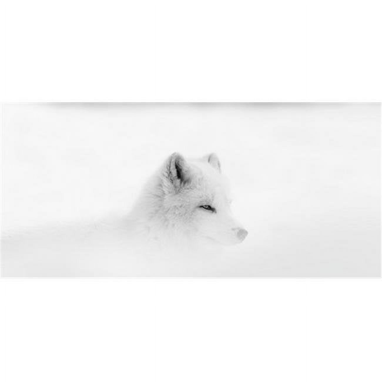 Arctic wolf (Canis lupus arctos) during a snow storm; Montebello