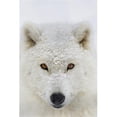 thumbnail image 1 of Arctic wolf  portrait; Montebello  Quebec  Canada Poster Print, 1 of 2