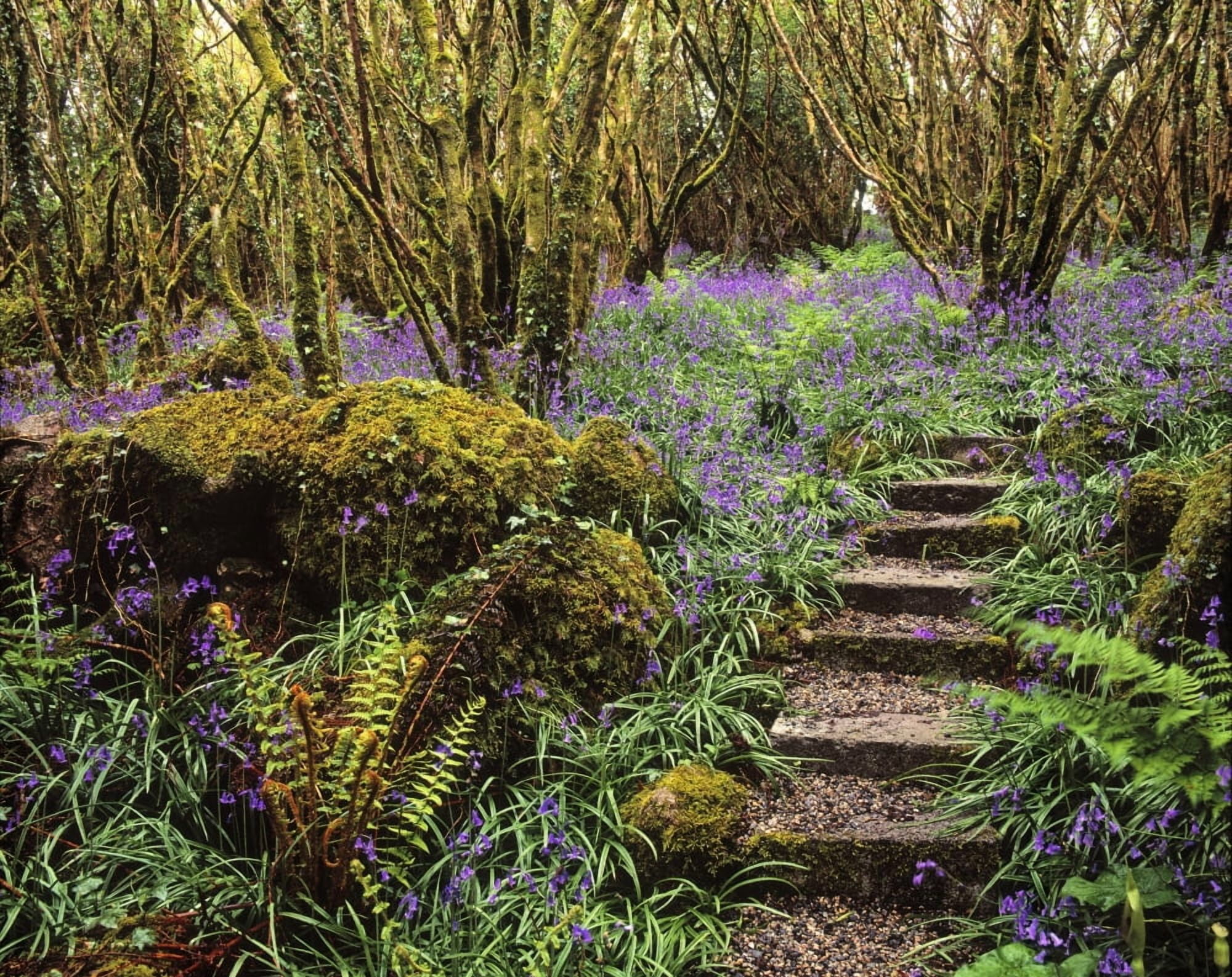 Ardcarrig Gardens Co Galway Ireland Hazel Coppice And Bluebells Canvas Art - The Irish Image Collection Design Pics (32 x 26)