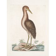 Ardea Stellaris, The brown Bittern. (1754) Poster Print by Mark Catesby (18 x 24)
