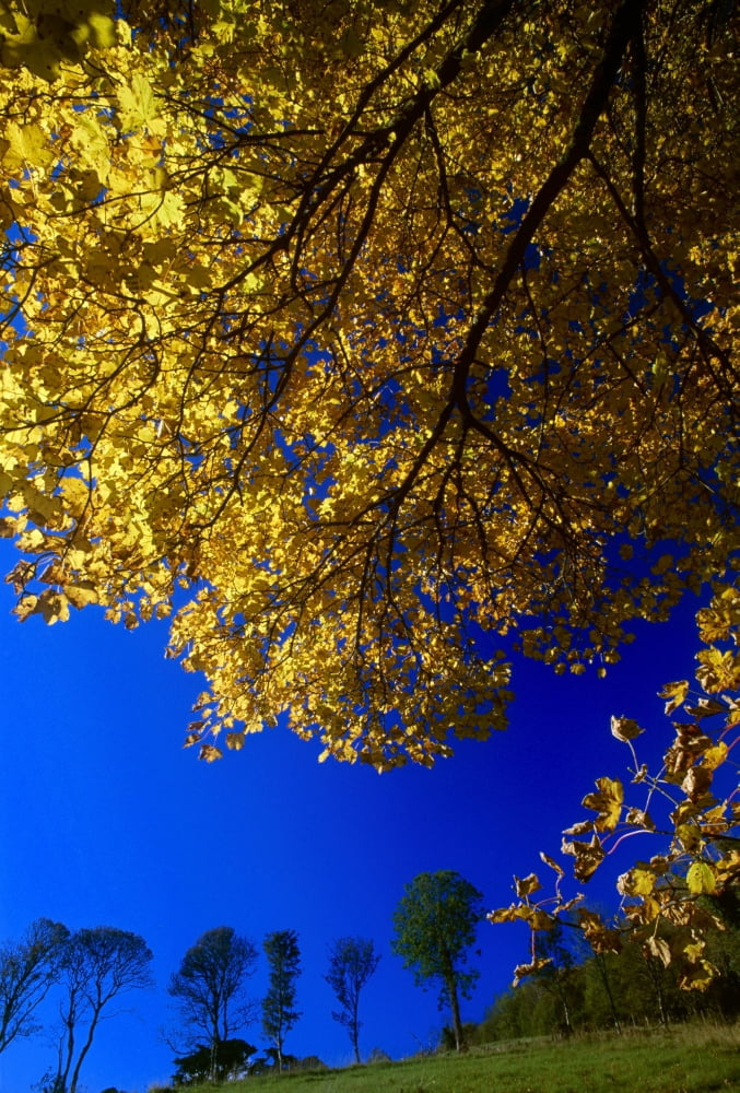 Ards Peninsula County Donegal Ireland Autumn Foliage Canvas Art - Gareth McCormack  Design Pics (12 x 18)
