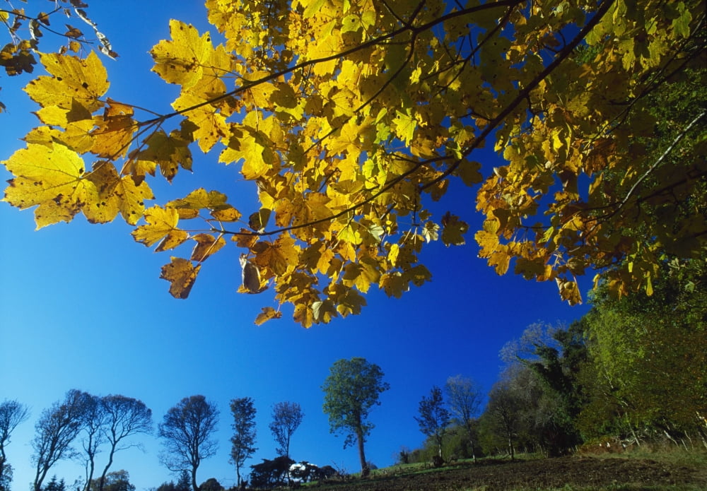 Ards Peninsula County Donegal Ireland Autumn Foliage Canvas Art - Gareth McCormack Design Pics (18 x 12)