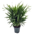 thumbnail image 1 of Areca Butterfly Palm - Chrysalidocarpus lutescens - Easy House Plant - 6" Pot, 1 of 4