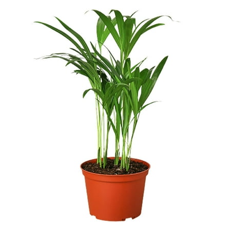 Areca Palm, 4" Pot, Indoor Houseplant, Easy Care, Live Plant for Indoor & Outdoor