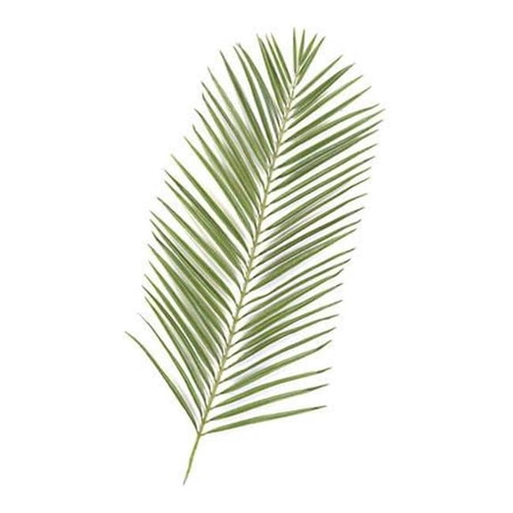 Areca Palm Branch - Two-Tone Green - 46 Inch - Dozen - Silk Polyester Foliage
