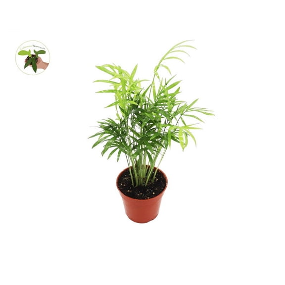 Areca Palm (Golden Cane Palm) - 4'' from California Tropicals