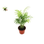 Areca Palm Golden Cane Palm - 4 from California Tropicals