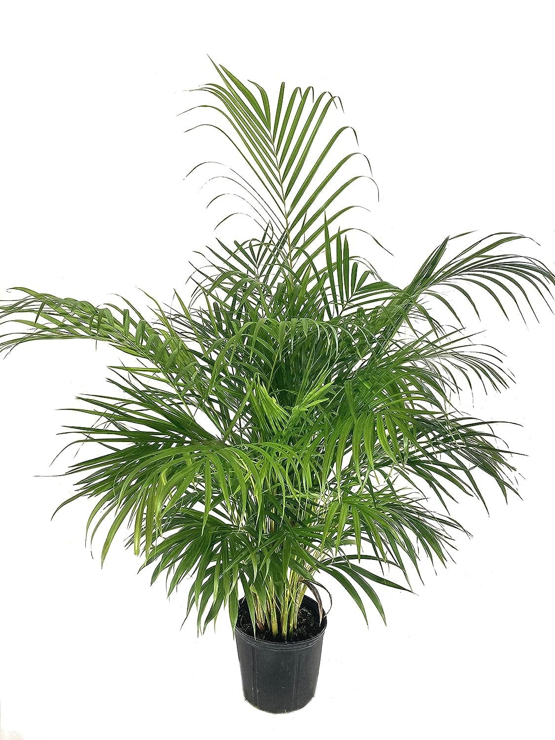 Areca Palm Live Plant in a 10 Inch Pot Dypsis Lutescens Beautiful