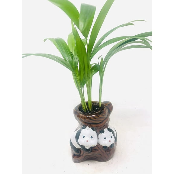Areca Palm Plant Dypsis Lutescens in Pandas Tree Trunk Ceramic Vase -Easy to Grow!!