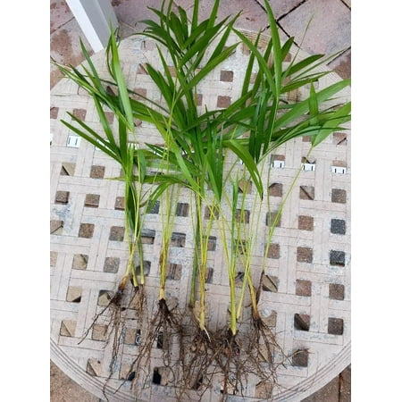 Areca Palm plant Dypsis lutescens Easy to grow!! [PF015]