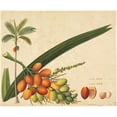 thumbnail image 1 of Areca Sp. Poster Print By Mary Evans Natural History Museum (24 X 18), 1 of 3