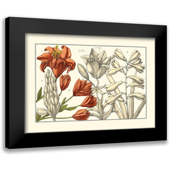 Arena 14x11 Black Modern Framed Museum Art Print Titled - Embellished Arena Botanical I