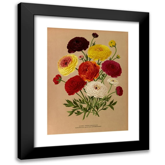 Arentine H. Arendsen 11x14 Black Modern Framed Museum Art Print Titled - Double French Ranunculus (1872-1881)